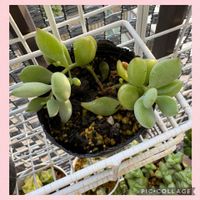 多肉,ペンデンス,ペンデンス,コチレドン の画像