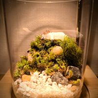 ヒノキゴケ,アラハシラガゴケ,スナゴケ,シノブゴケ,苔テラリウムの画像