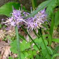 タマシャジン,花壇,山野草,紫の花,小田和正さんに感謝の画像