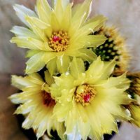 サボテン,サボテン科,可愛い,サボテンの花,DAISOの画像