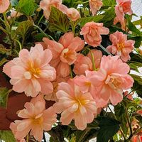 フクシア,ベゴニア,八重咲きベゴニア,球根ベゴニア,ハンキングの画像