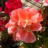 ゴデチア,観葉植物,癒し,グリーンのある暮らし,GSのみなさんに感謝♡の画像