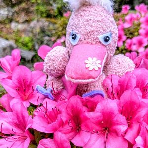 クレマチス,ペチュニア,サツキ,オルレア,四季咲きデイリリー（ヘメロカリス）の画像