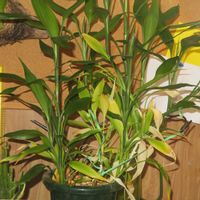 ミリオンバンブー,ドラセナ・サンデリアーナ,富貴竹,観葉植物,癒しの画像
