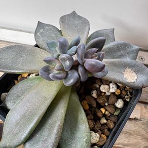 エケベリア,多肉植物,子株,エケベリア属,多肉のある暮らしの画像