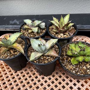 チタノタ ブルー,アガベ チタノタ レッドキャット ウィーズル,アガベチタノタ姫巖龍,観察,多肉植物の画像