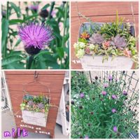 オーロラ,プロリフェラ,虹の玉,姫秋麗,ビアホップ の画像