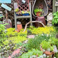 マルバマンネングサ,多肉植物,セダム属,いつもありがとう♡,手作りの庭の画像