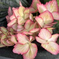 イチジク,エクリプス,黒葉紫陽花 エクリプス,紫陽花 エクリプス,紫陽花 アジサイ あじさいの画像