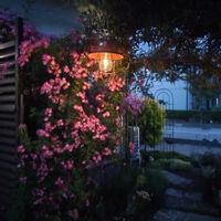 オリーブ,薔薇安曇野,薔薇安曇野,野鳥,癒やしの灯りの画像