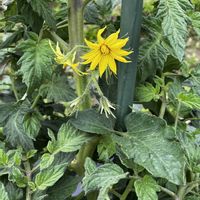 キュウリ,ツルムラサキ,ミニトマト,大玉トマト,植物大好きの画像
