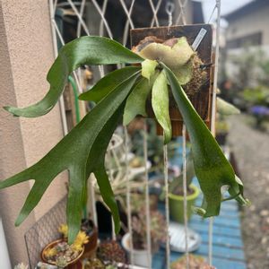 多肉植物,ジャンク,ジャンクガーデン,シャビー, ビカクシダの画像