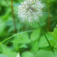 ギョウジャニンニク,ニガナ,植物園,山野草,野草の画像