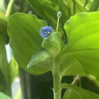 ポトス,観葉植物,トイレ・洗面所の画像