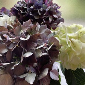 ハイドランジア ディープパープル,アジサイ ひな祭りルナ,アジサイ ひな祭りルナ,紫陽花 アジサイ あじさい,母の日プレゼントの画像