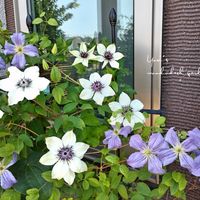 クレマチス,テッセン,クレマチステッセン,クレマチス エミリア プラター,鉢植えの画像