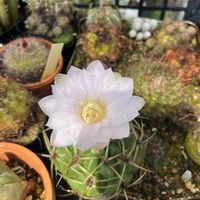 ギムノカリキウム多花玉,100均,鉢植え,庭の画像