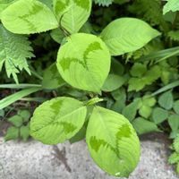ミズヒキ,綺麗な葉,おでかけ先,キュンキュン乙女倶楽部,山野草祭りの画像