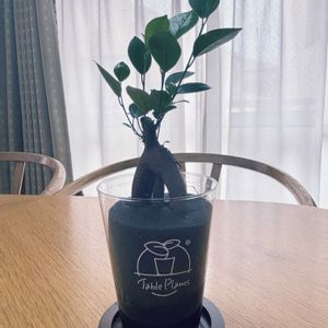 ガジュマル,Table Plants ガジュマル (テーブルプランツ) の画像