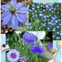 ニゲラ,ネモフィラ,ステキ☆,癒し…♡,か〜わい〜の画像