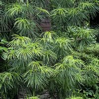 コウヤマキ,癒し,涼しげ,爽やか,葉っぱの日の画像