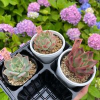 アジサイ,紫陽花,多肉植物,エケベリア属,もりもり多肉の画像