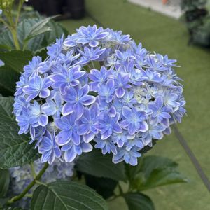 万華鏡,紫陽花　万華鏡,鉢植え,紫陽花 アジサイ あじさい,マンション専用庭の画像