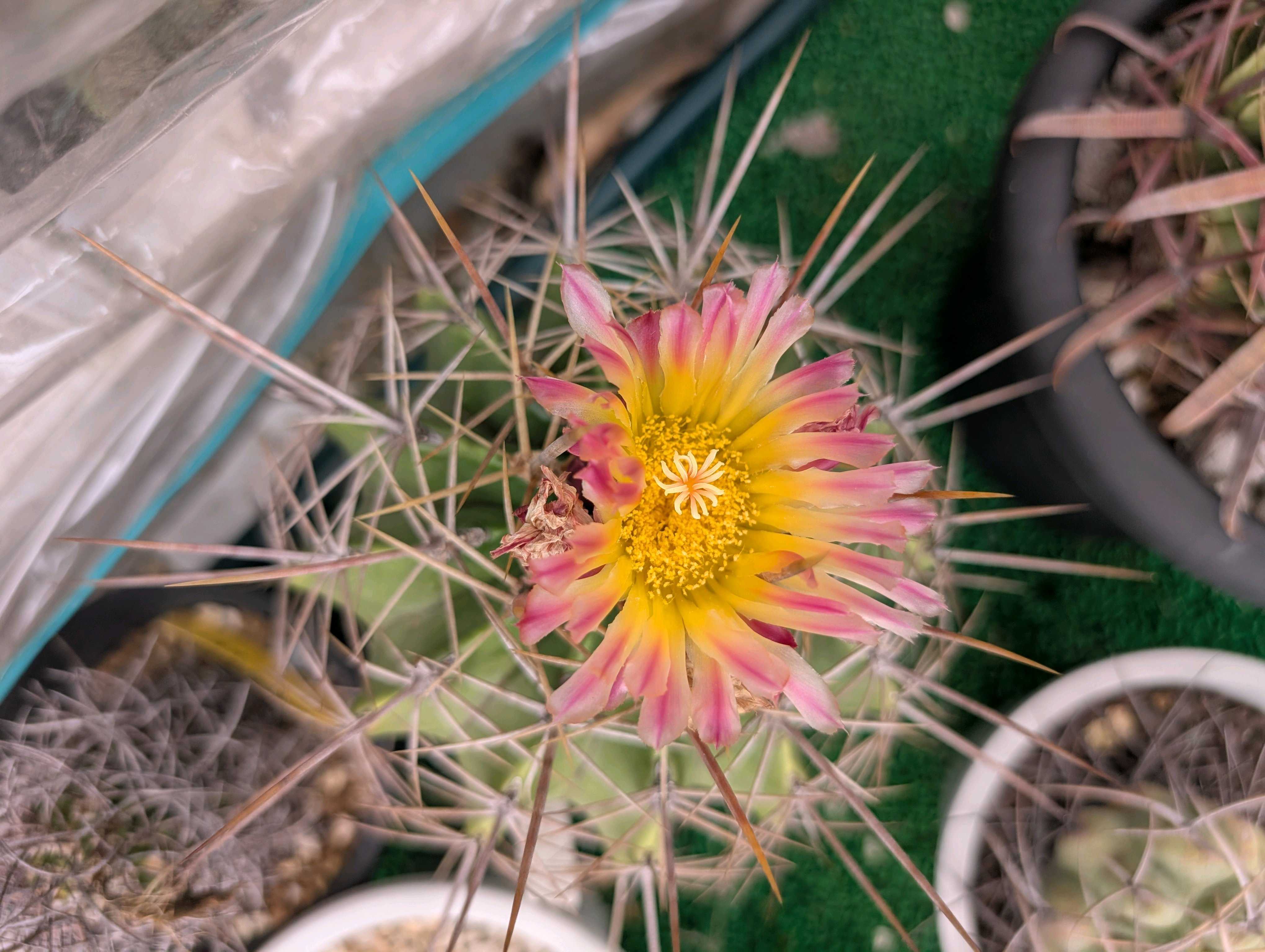 フェロカクタス ポトシーの一覧｜🍀GreenSnap（グリーンスナップ）