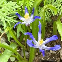 チオノドクサ,キュンキュン乙女倶楽部,ちっちゃいものクラブ,秘密の花園♡,花咲く乙女たち♡の画像