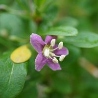 クコ,クコのお花,自生,マクロ撮影,緑のある暮らしの画像