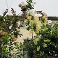 フウセントウワタ,スモーク・ツリー,モナルダ,紫陽花 おたふく,白って綺麗だねの画像