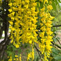 キングサリ,キングサリ,キングサリ(キバナフジ),北海道,初夏の画像