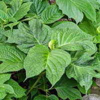 シュウカイドウ,クマガイソウ,ギンバイソウ,素敵な出会い,古知谷阿弥陀寺の画像