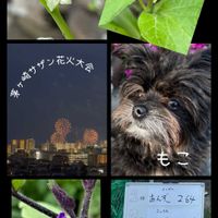 ナス,ナス,ホオズキ,ホオズキ,ナス科の画像