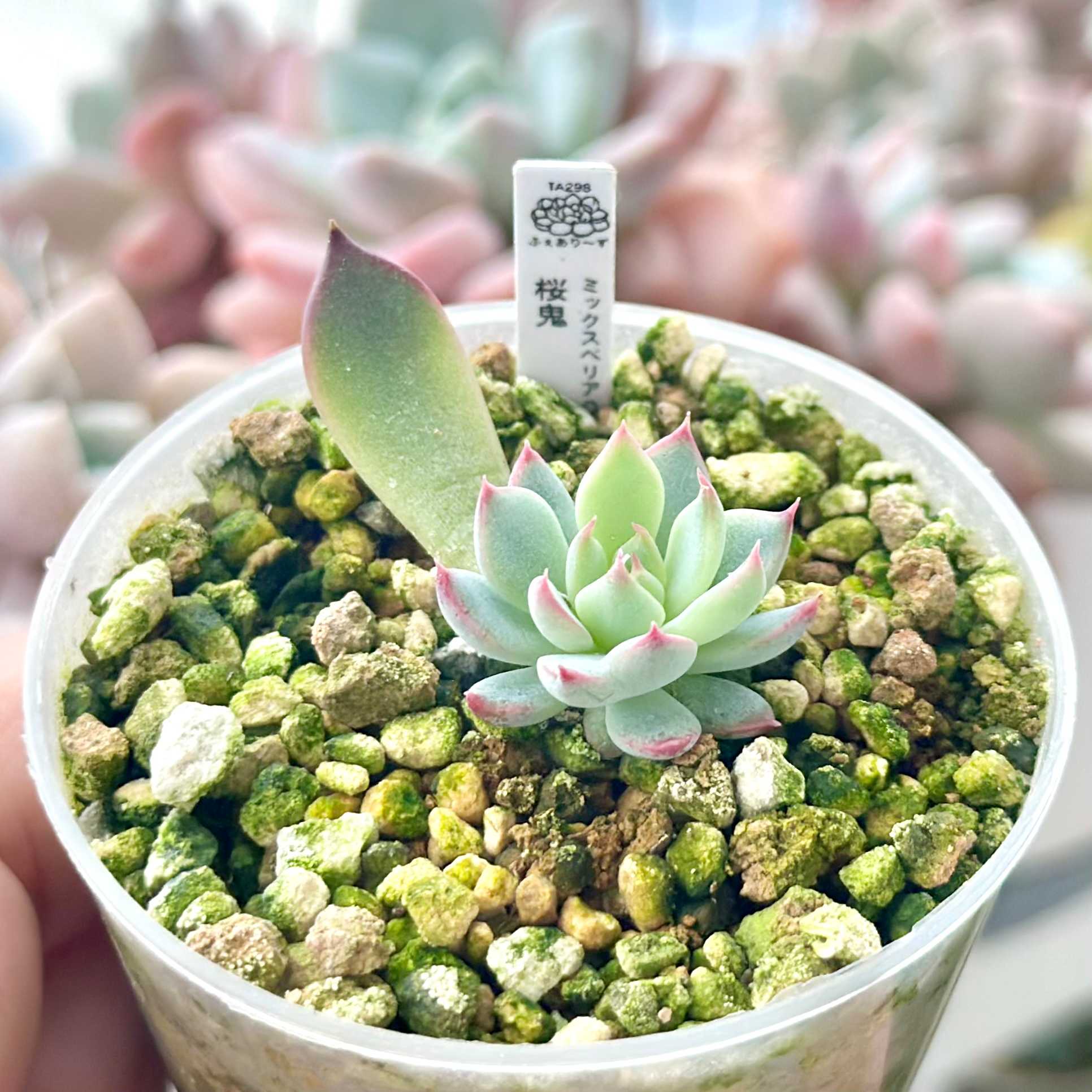 多肉植物 中里リンゼアナ(葉挿しからのクローン) 多肉植物 中里リンゼアナ(葉挿しからのクローン)