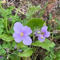 ムラサキハナナの画像