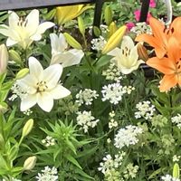 ユリ,ゴデチア,花のある暮らし,花いっぱい！,花が好きの画像