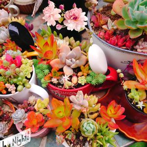 多肉寄せ植え,可愛い〜♡,屋上ガーデン,ジャンクガーデン,花のある暮らしの画像