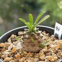 ユーフォルビア・峨眉山,多肉植物,緑のある暮らし,成長が楽しみ,ベランダの画像