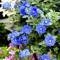 アメリカンブルー,チオノドクサ,ブルーデージー,スカシユリ,シンワスレナグサの画像