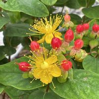 スカビオサ,チェリーセージ,ヒペリカム,ヘリクリサム,山野草の画像