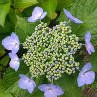 ガクアジサイの画像