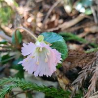 イワウチワ,カタクリ,ユキザサ,エンレイソウ,ツクバネソウの画像
