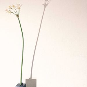 一輪挿し,花瓶,山野草,花のある暮らし,花のある生活の画像