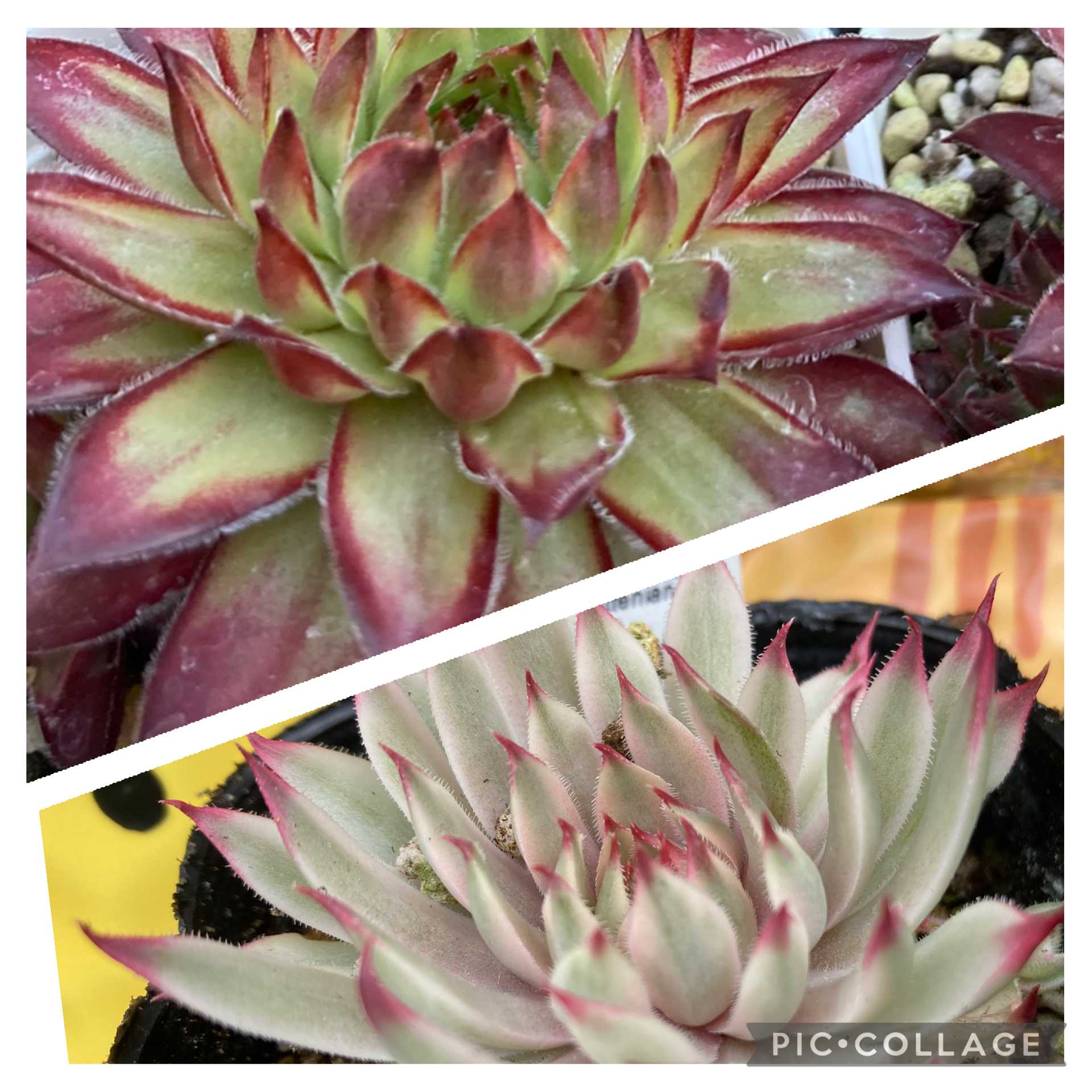 センペルビウム　ゴールドダスト錦 ゴールドダスト錦 センペルビウム 多肉植物 1苗 - メルカリ