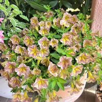 サフィニア,サフィニアアート　とらネコ,植物のある暮らし,花と緑のある暮らし,サフィニア アートの画像