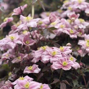 クレマチス,クレマチス,クレマチス モンタナ,クレマチス モンタナ,クレマチス モンタナ エリザベスの画像