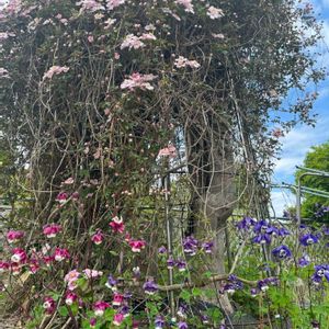 オダマキ,クレマチス,クレマチス,クレマチス モンタナ,クレマチス モンタナの画像