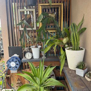 ビカクシダベイチー,多肉植物,ジャンク,ジャンクガーデン, ビカクシダの画像