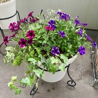 寄せ植え,成長記録,ベランダの画像